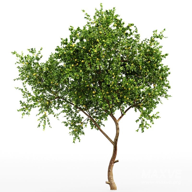 ntal form of the Joy Perfume Tree (Michelia Champaca). Together, they create a rich botanical set ideal for villa courtyards, elegant garden pathways, residential landscapes, and any architectural scene that benefits from natural depth and layered greenery. - Image 2