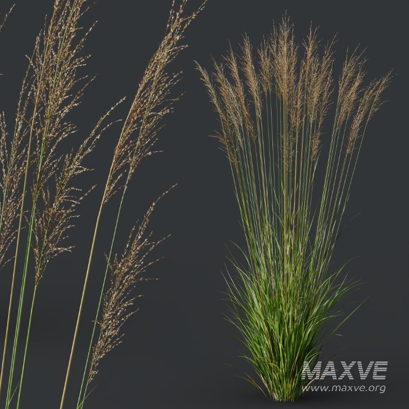 ntal grass set featuring Molinia Caerulea ‘Heidebraut’ (Kleines Pfeifengras) and Carex Elata ‘Aurea’. This combination blends the tall, upright flowering stems of Molinia with the dense, arching, golden-green foliage of Carex, creating a balanced and visually rich planting that works beautifully in contemporary gardens, parks, naturalistic landscapes, and architectural visualizations. - Image 2