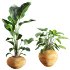 Faux Banana Syngonium in Terracotta Pots - Thumbnail 1