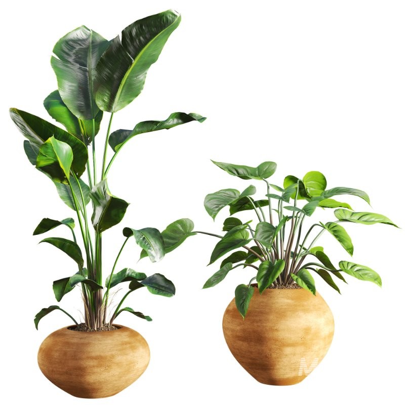 Faux Banana Syngonium in Terracotta Pots - Image 1