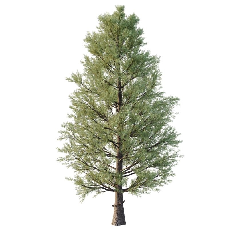 Eastern Red Cedar 01 - Image 4