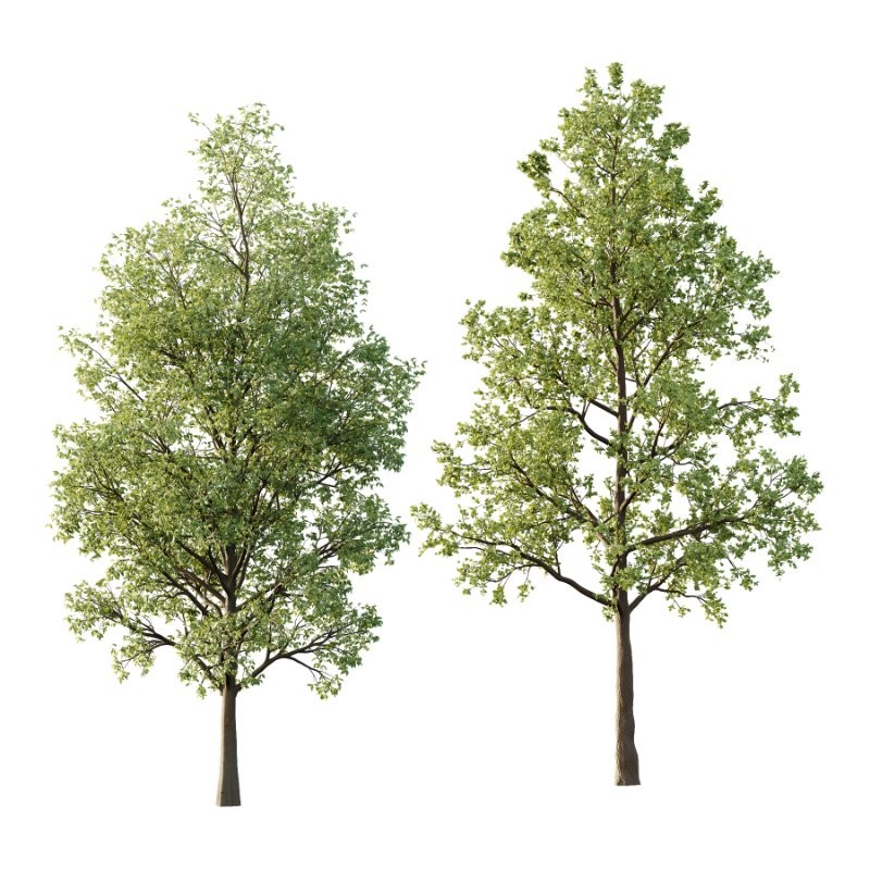 Diffrent Tree Tilia platyphyllos Celtis australis 04 - Image 1