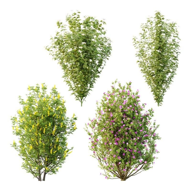 romneya coulter Argyrocytisus battandieri Tibouchina Semidecandra Plant01 - Image 2