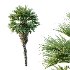 Chinese Fan Palm Tree 01 - Thumbnail 5