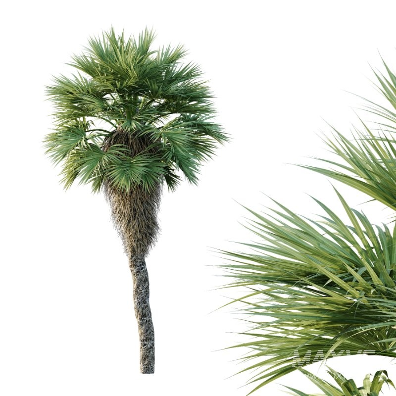 Chinese Fan Palm Tree 01 - Image 5