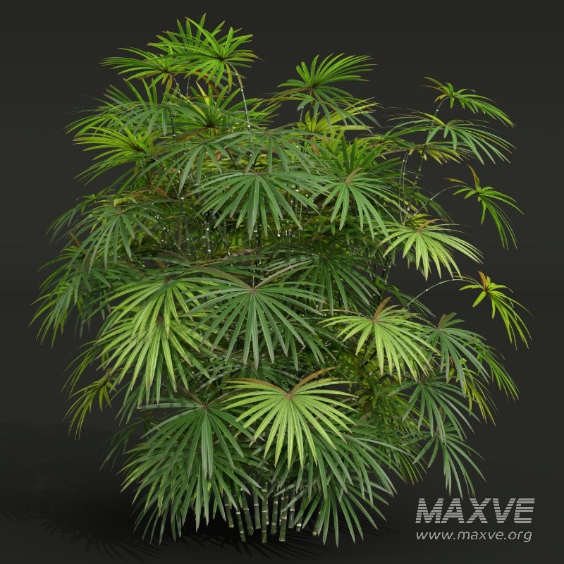 AV Angiopteris Fokiensis Fern Forest and Rhapis Excelsa - Image 9