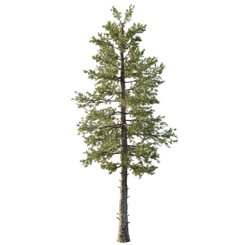 Douglas Fir Tree 02 - Image 1