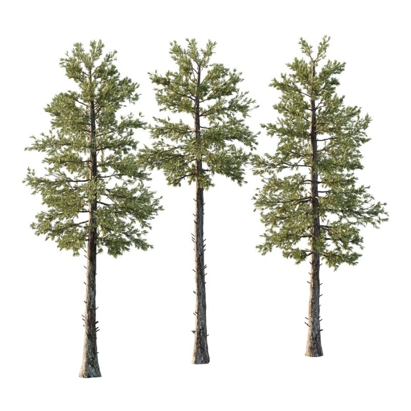 Douglas Fir Tree 02 - Image 2