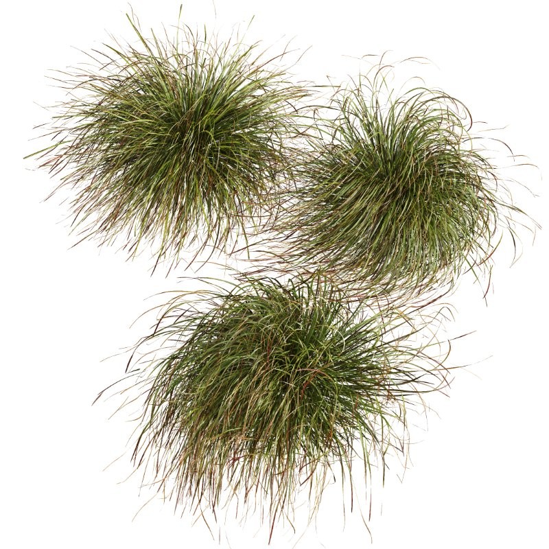 ntal grasses. These tufted, wind-swept grasses are modeled with exceptional care to capture their signature arching blades, airy volume, and subtle color variation ranging from warm yellow-greens to earthy bronze tones. - Image 7