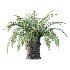 Sago Palm Tree 01 - Thumbnail 4