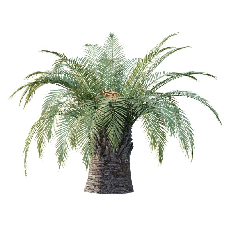 Sago Palm Tree 01 - Image 4