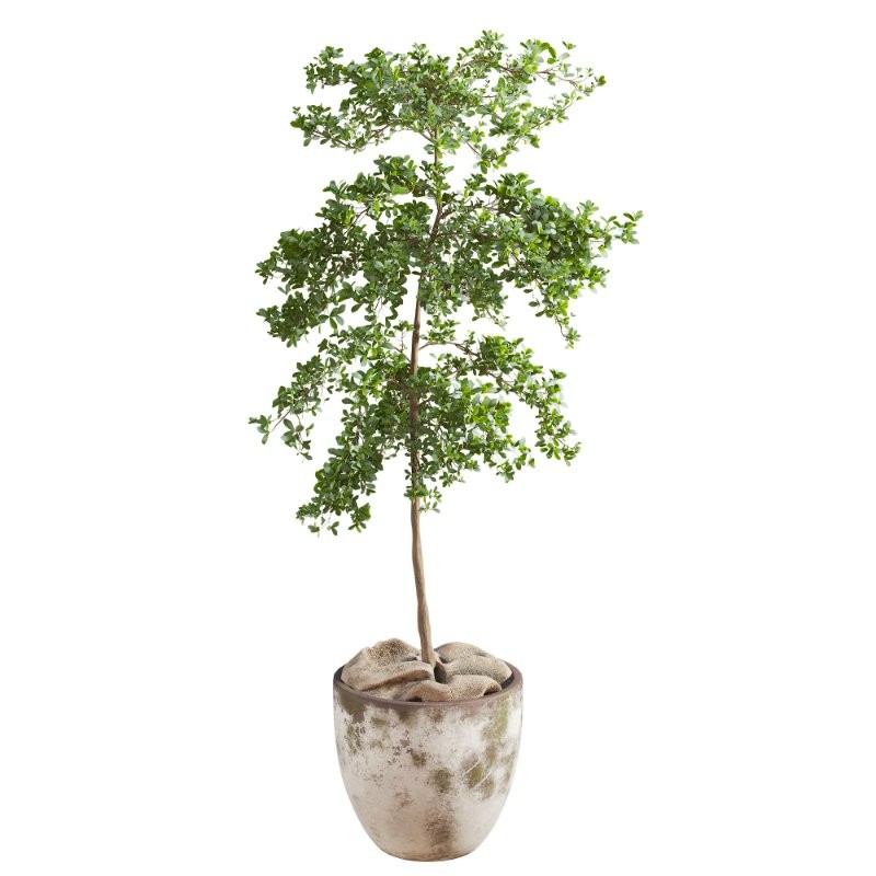 Bucida Buceras In Vintage Pot - Image 3