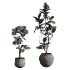Ficus Elastica Plant Clay Stone Pot - Thumbnail 3
