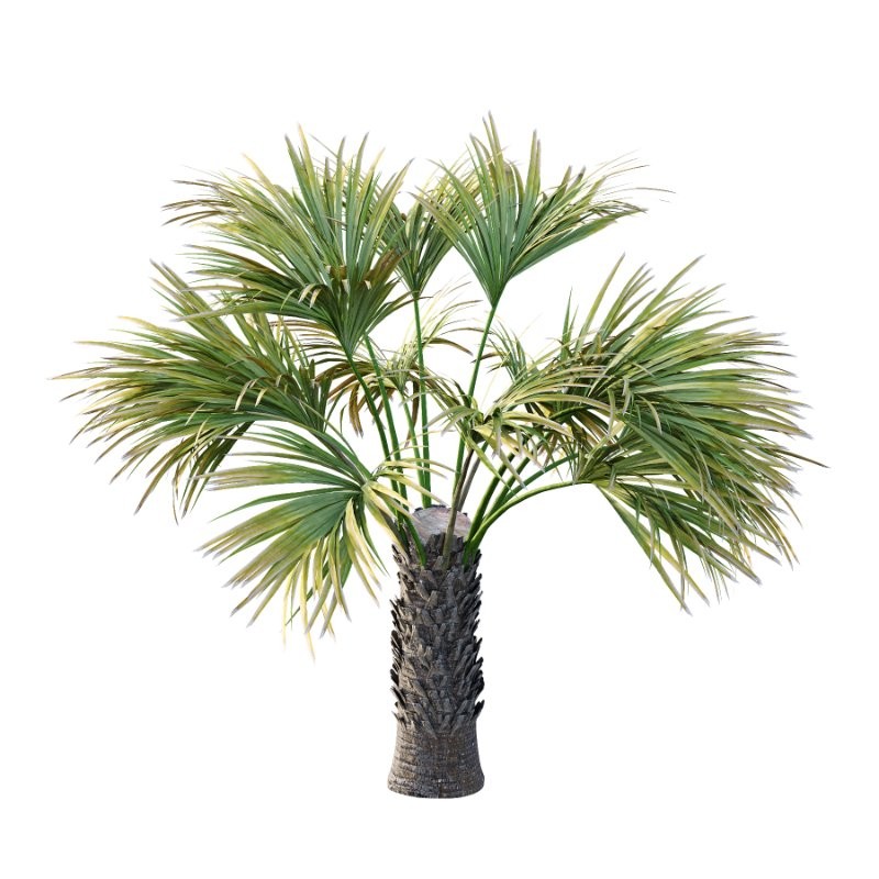 Washingtonia Robusta Palm Tree 04 - Image 6