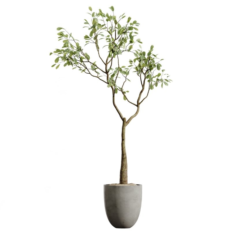 ntal indoor plants, crafted with exceptional realism and artistic balance. Each plant has been sculpted to capture its natural botanical character—from the bold, architectural leaves of the Ravenala Banana to the airy, branching elegance of Ficus Marginata, the rich waxy foliage of Rubber Ficus Elastica, and the clean vertical lines of Aspidistra Elatior. - Image 2