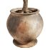 Ficus Plant in Rustic Clay Terracotta Pot - Thumbnail 3