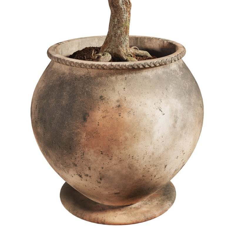 Ficus Plant in Rustic Clay Terracotta Pot - Image 3