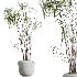 AV HousePlants set 419 Ficus Marginata and Japandi Minimalism and Banana Nicolai and Ficus lyrate - Thumbnail 6