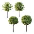 Diffrent Trees 01 - Thumbnail 5