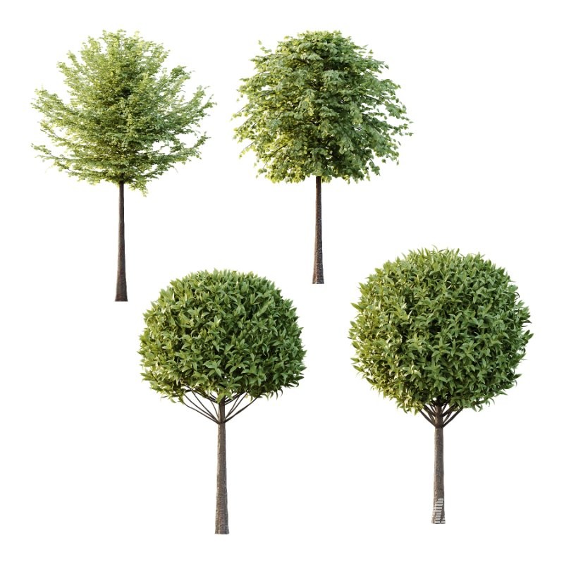 Diffrent Trees 01 - Image 5