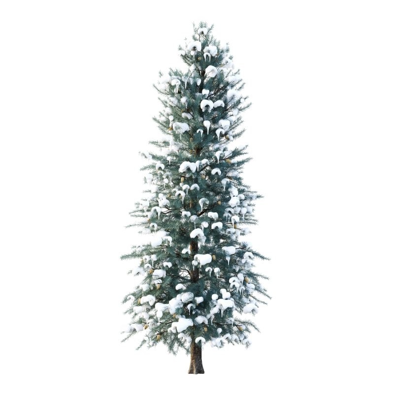 Blue Spruce Winter Tree 01 - Image 1