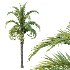 Curly Palm Tree 02 - Thumbnail 2