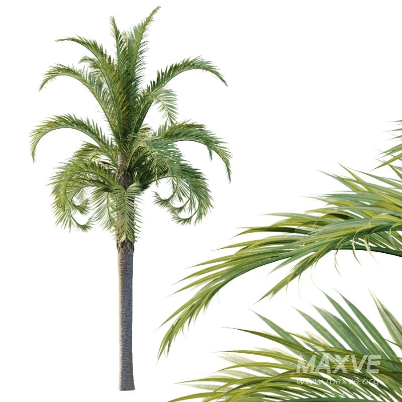 Curly Palm Tree 02 - Image 2