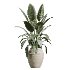 AV Indoor Plants Set 429 Palm Euphorbia Olive Ficus - Thumbnail 3