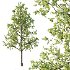 Diffrent Tree Tilia platyphyllos Celtis australis 05 - Thumbnail 3