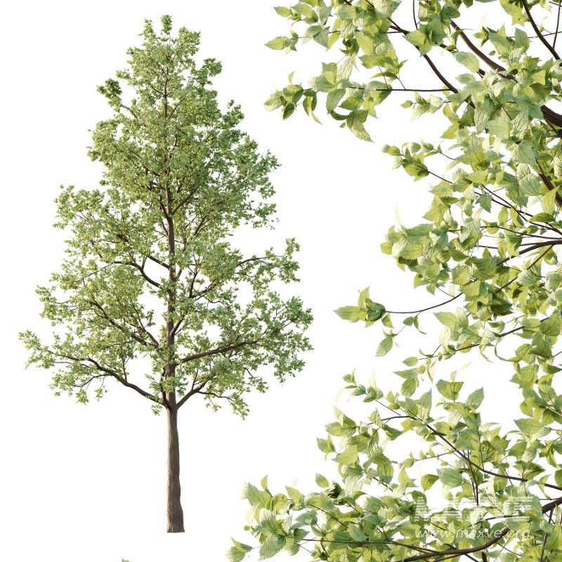 Diffrent Tree Tilia platyphyllos Celtis australis 05 - Image 3