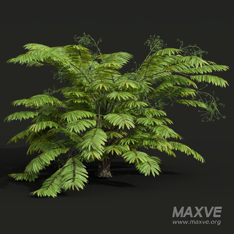 AV Angiopteris Fokiensis Fern Forest and Rhapis Excelsa - Image 7