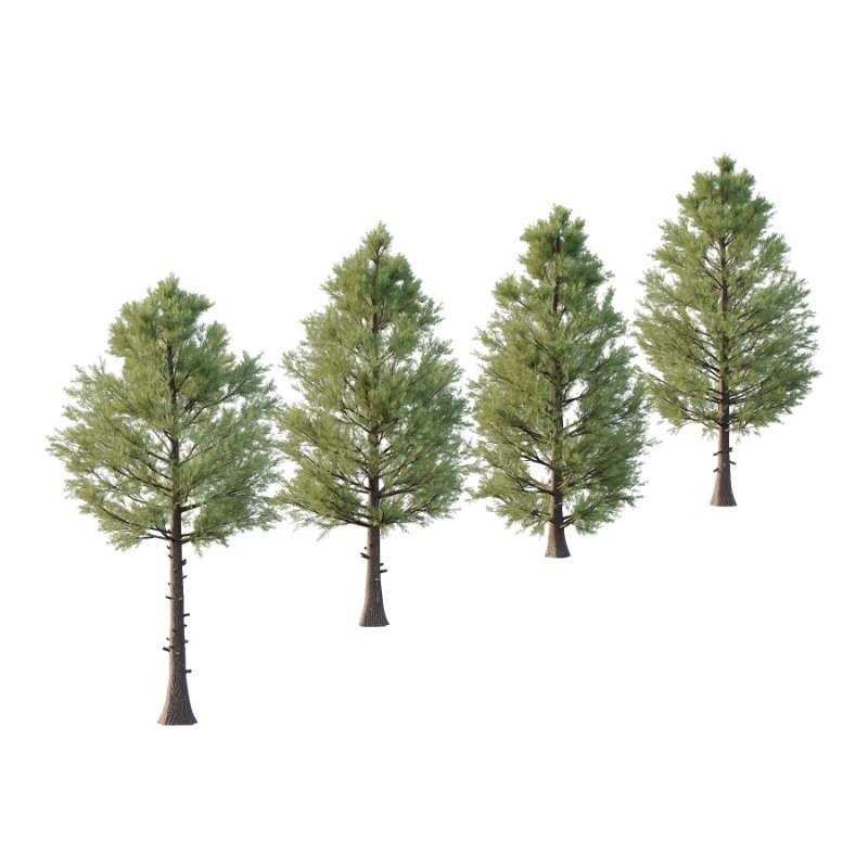 Eastern Red Cedar 02 - Image 1