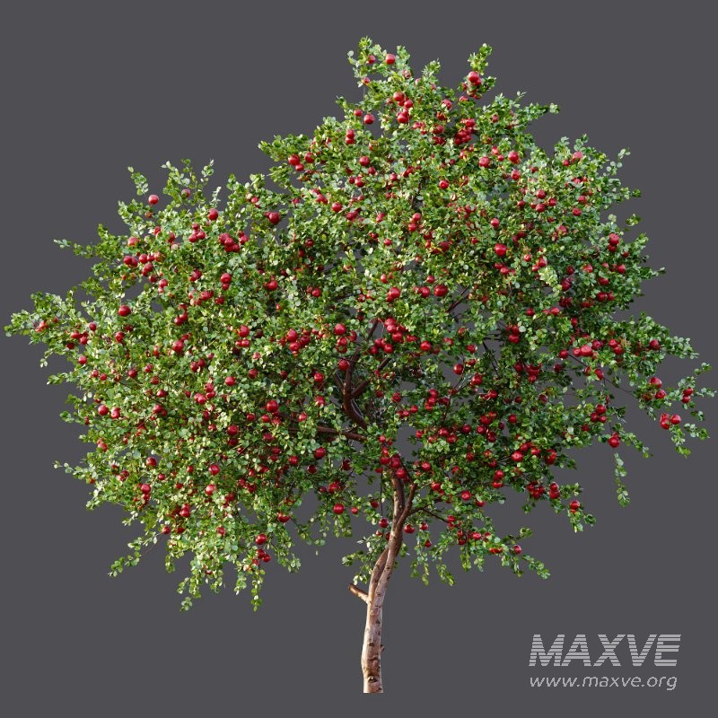 ntal quality that enhances any architectural setting. Together, these trees provide a beautiful balance of form, density, and seasonal character. - Image 4