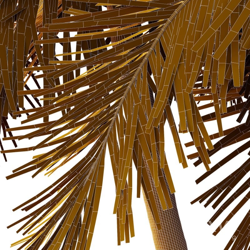 Roystonea Regia Tree 11 - Image 4