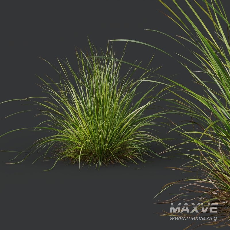 ntal grass set featuring Molinia Caerulea ‘Heidebraut’ (Kleines Pfeifengras) and Carex Elata ‘Aurea’. This combination blends the tall, upright flowering stems of Molinia with the dense, arching, golden-green foliage of Carex, creating a balanced and visually rich planting that works beautifully in contemporary gardens, parks, naturalistic landscapes, and architectural visualizations. - Image 3