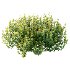 Spirea Japanese Bushes 02 - Thumbnail 2