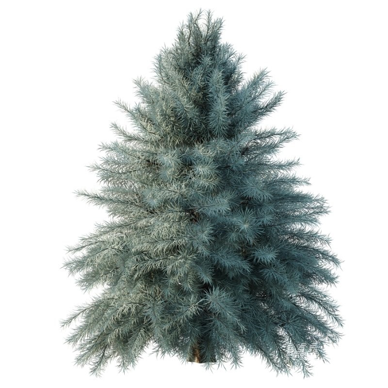 Blue Spruce Tree 01 - Image 4