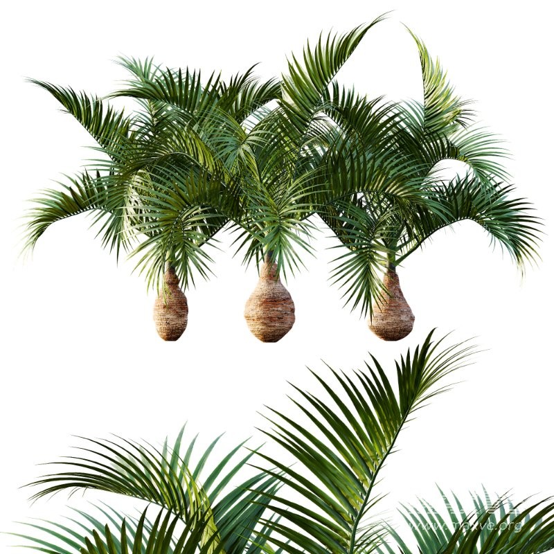 AV Sabal Palmetto Cabbage Palm and Bottle palm tree hyophorbe lagenicaulis - Image 7