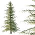 Alaska Cedar Tree 02 - Thumbnail 5