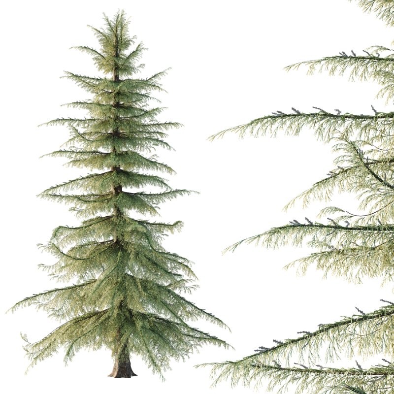 Alaska Cedar Tree 02 - Image 5