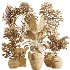 AV Indoor Plants Set 429 Palm Euphorbia Olive Ficus - Thumbnail 8