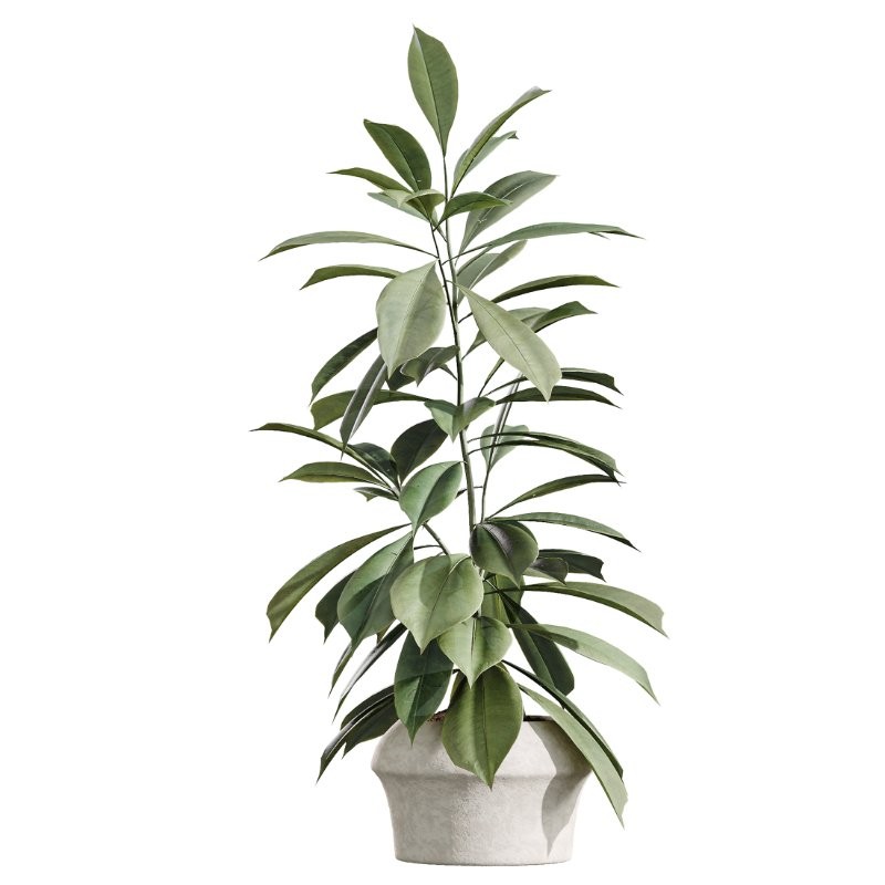 AV Indoor Plants Set 426 Ficus Fig Warneckii Sansevieria Orange - Image 4