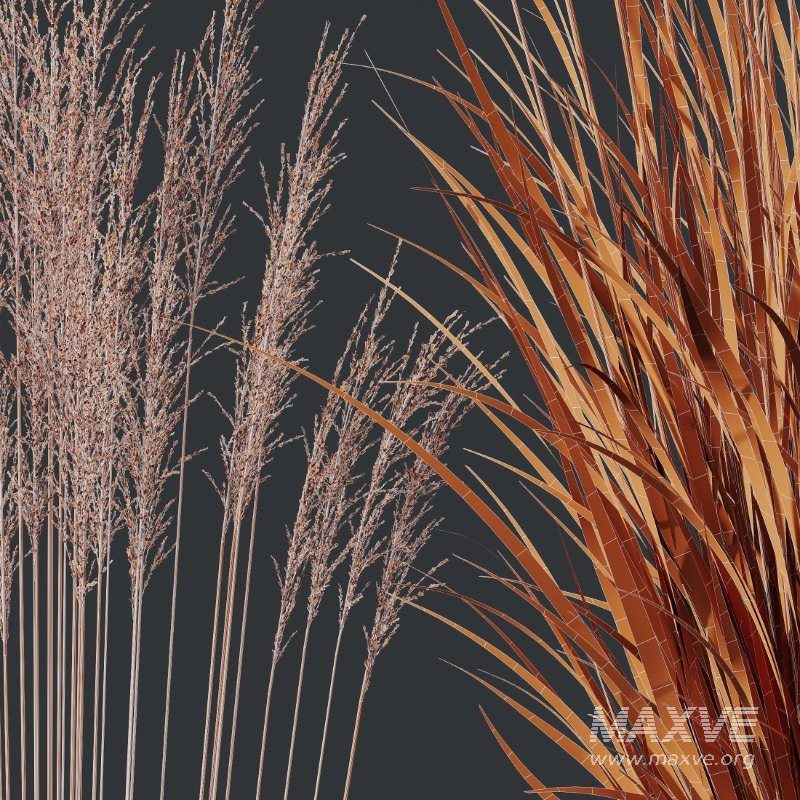 ntal grass set featuring Molinia Caerulea ‘Heidebraut’ (Kleines Pfeifengras) and Carex Elata ‘Aurea’. This combination blends the tall, upright flowering stems of Molinia with the dense, arching, golden-green foliage of Carex, creating a balanced and visually rich planting that works beautifully in contemporary gardens, parks, naturalistic landscapes, and architectural visualizations. - Image 10