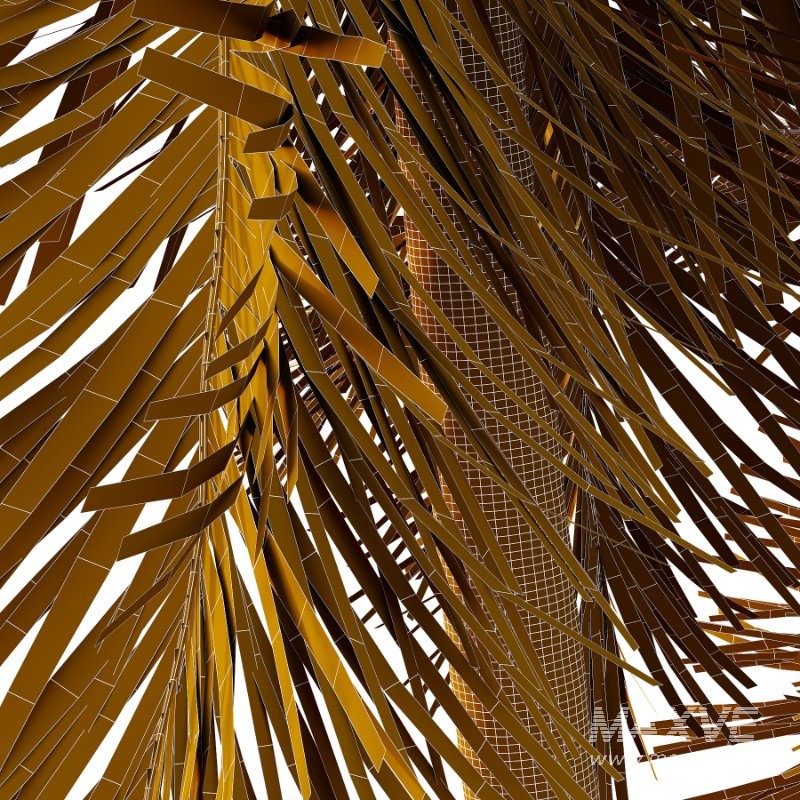 Roystonea Regia Tree 10 - Image 3