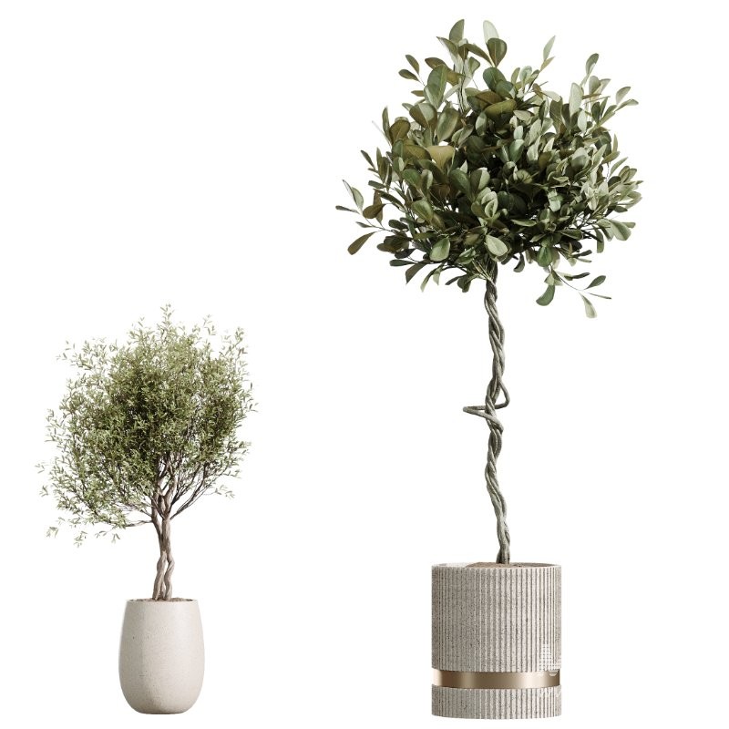 AV Indoor Plants Set 436 Ficus lyrata Areca Cat Reed Palm Ficus Elastica Olive tree Ficus macrocarpa - Image 6