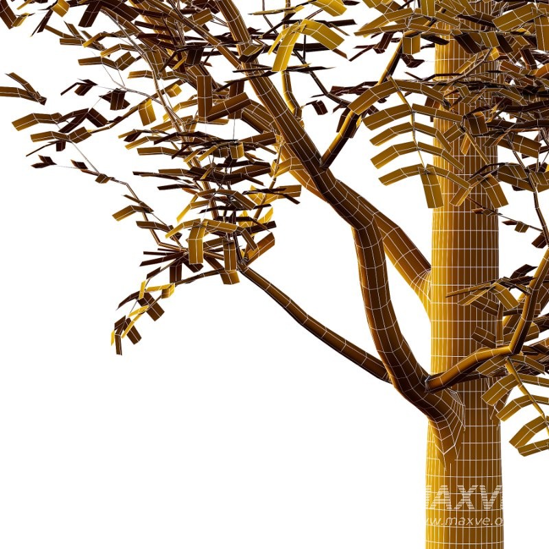 Rowan tree 19 - Image 4