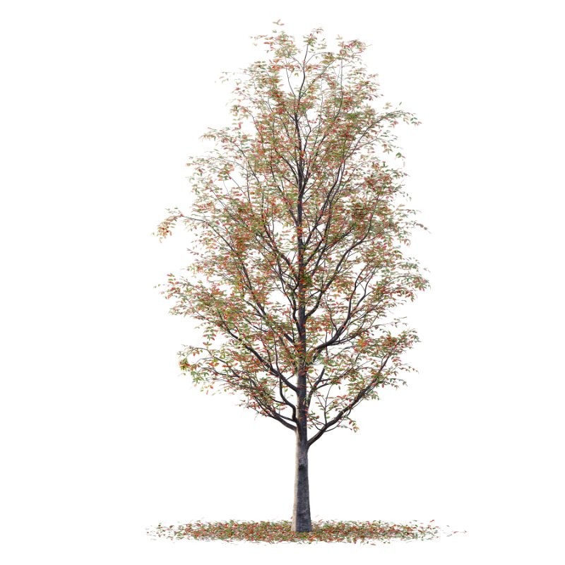 Rowan tree 19 - Image 7