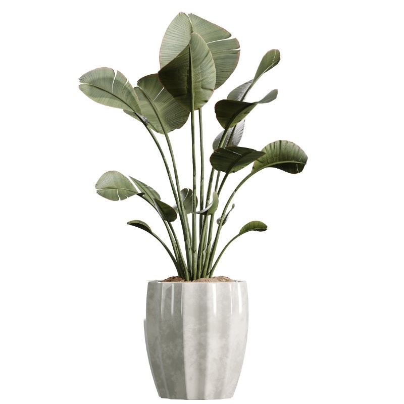 AV Indoor Plants Set 416 Olive tree and Areca Palm and Yucca Elephantipes and Ravenala Banana - Image 2