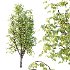 Diffrent Tilia platyphyllos Tree 001 - Thumbnail 4