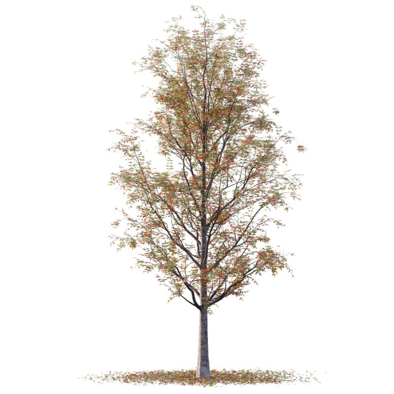 Rowan tree 19 - Image 2